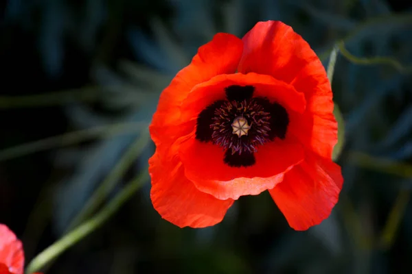 Schöne Mohnblume Auf Grünem Hintergrund — Stockfoto