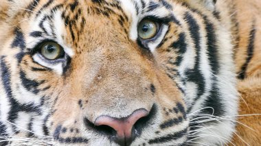 bengal kaplanı portresi