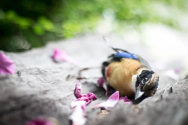 Der Kreislauf von Leben, Tod, Vögeln — Stockfoto