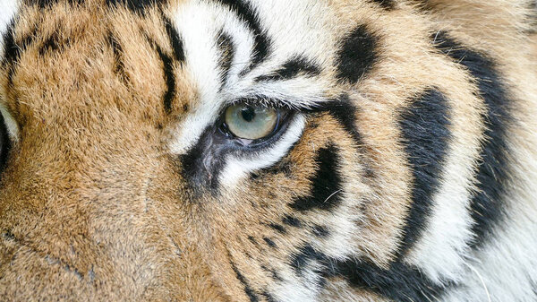 portrait of bengal Tiger
