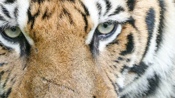 Bengal Tiger in wild — Stock Photo, Image