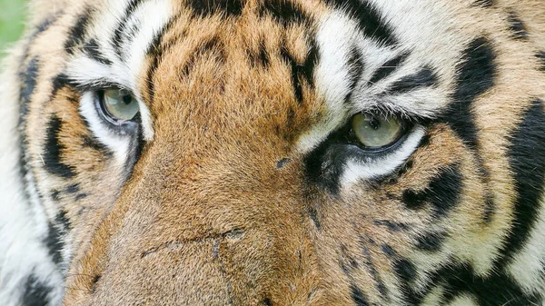 Tigre de bengala en estado salvaje — Foto de Stock