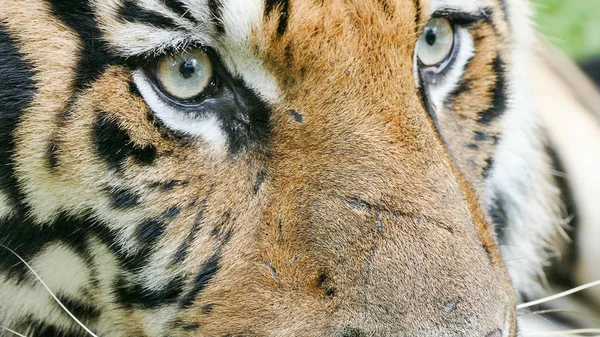 Tigre de bengala en estado salvaje — Foto de Stock