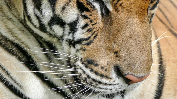 Bengala tigre em selvagem — Fotografia de Stock