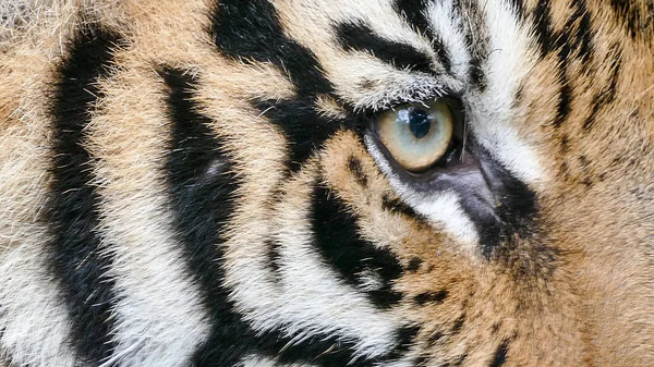 Bengal Tiger in wild — Stock Photo, Image