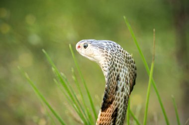 Tayland Doğal habitatları kobra yılan