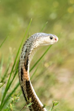 Tayland Doğal habitatları kobra yılan