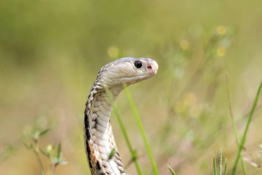 Tayland Doğal habitatları kobra yılan