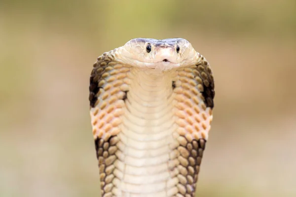 Cobra Serpente Habitats Naturais Tailândia — Fotografia de Stock