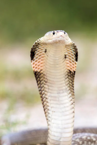 Cobra serpente em habitats naturais da Tailândia — Fotografia de Stock