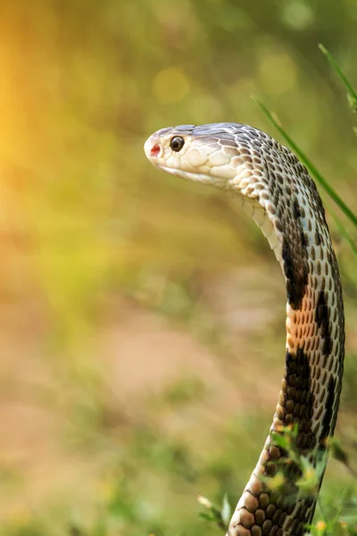 Змея-кобра в естественных средах обитания Таиланда — стоковое фото