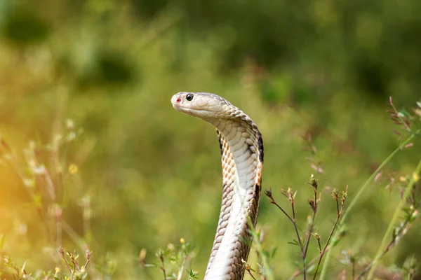 Cobra snake in natural habitats of Thailand