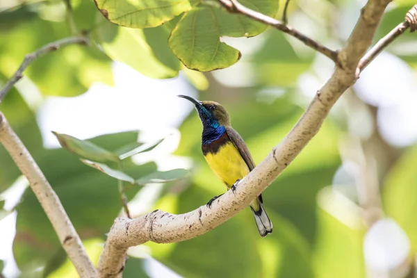 Olivenblättriger Sonnenvogel auf einem Ast — Stockfoto