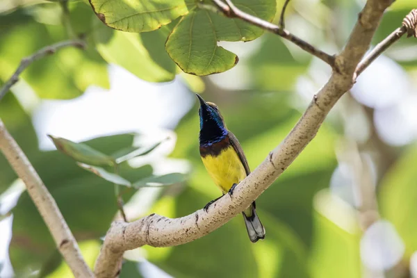 Olivenblättriger Sonnenvogel auf einem Ast — Stockfoto