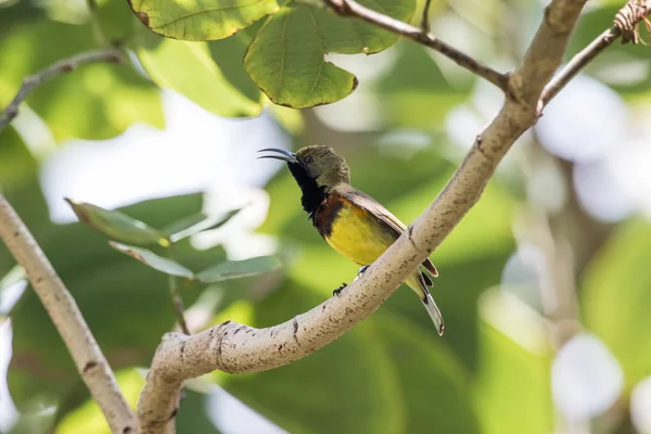Oliwkowa Sunbird Gałęzi — Zdjęcie stockowe