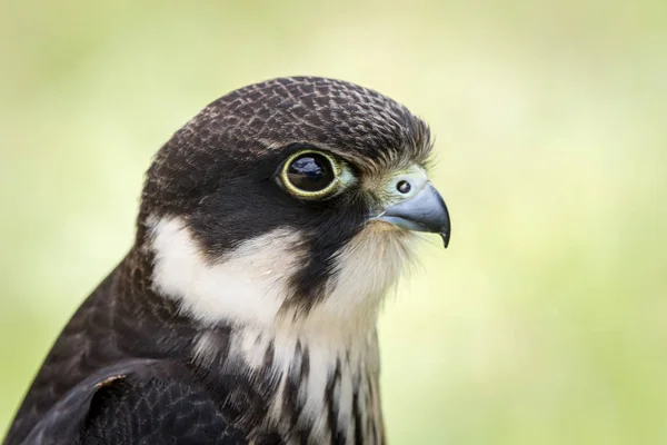 Hobby Falcon Half Face — Stock Photo, Image
