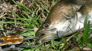 Beyaz levrek Balık tutma Turnuvası