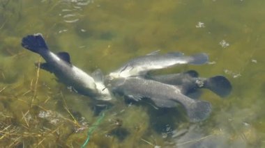Beyaz levrek Balık tutma Turnuvası