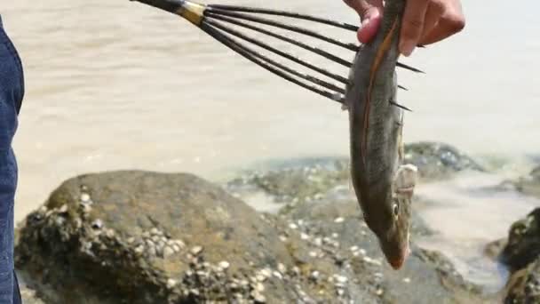 Seezigeuner und Fischjagd mit Harpune — Stockvideo