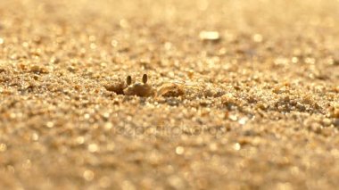 Hayalet Yengeç sunset Beach, fikirleri teşvik diğerleri için delik yapmak