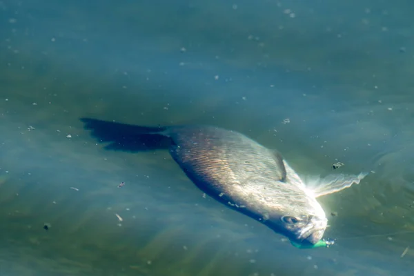 Barramundi or Asian sea bass in the fishing tournament