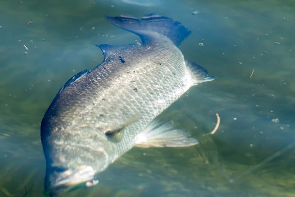 Barramundi eller asiatiska havsabborre i turneringen fiske — Stockfoto