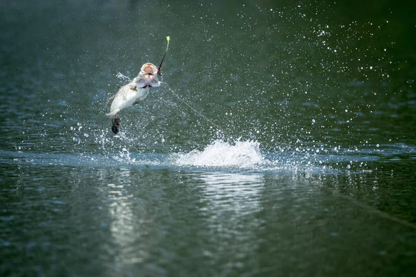 Barramundi havaya bir balıkçı hatta atlar.