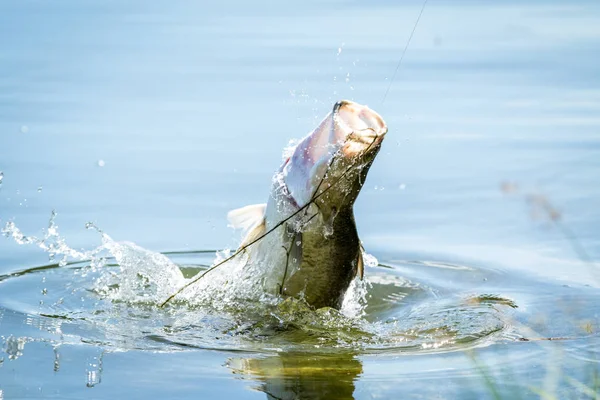 Баррамунди прыгает в воздух, когда его зацепил рыбак на рыболовецком турнире. — стоковое фото