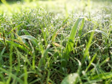 Taze ot ile çiğ damlaları sabah saat