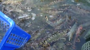 Hasat kaplan karides leri ticari karides çiftliği oluşturur