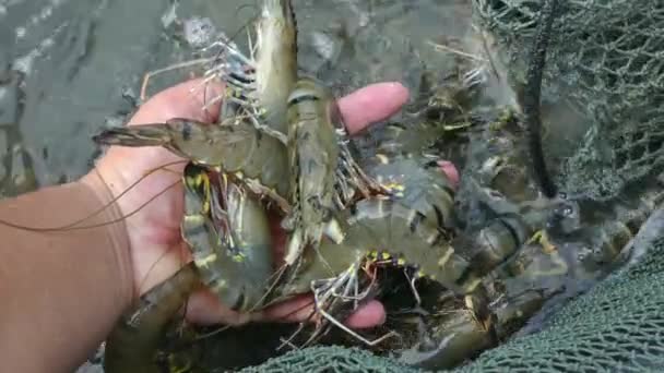 Cosecha Langostinos Tigre Forma Una Granja Comercial Langostinos — Vídeo de stock