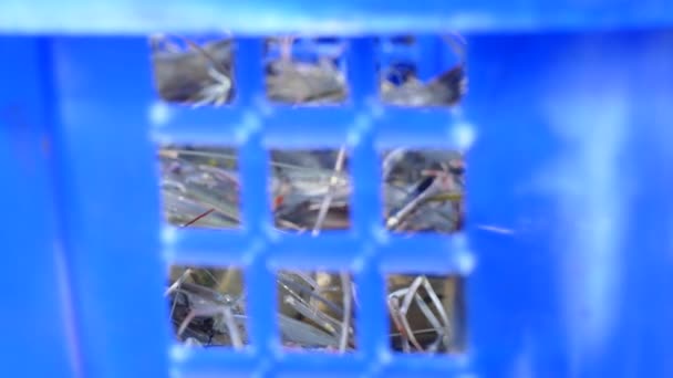 Harvesting Tiger Prawns Form Commercial Prawn Farm — Stock Video