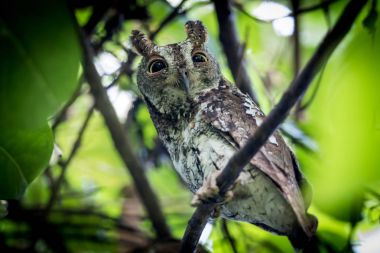 Oriental İshak Owl(Otus sunia) gün zaman doğada dalda yakalamak 