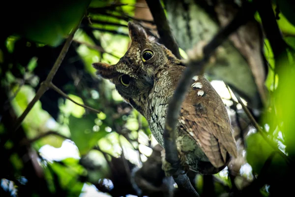 Oriental Scops Owl Otus Sunia Πιάσει Υποκατάστημα Στην Ημέρα Ώρα — Φωτογραφία Αρχείου