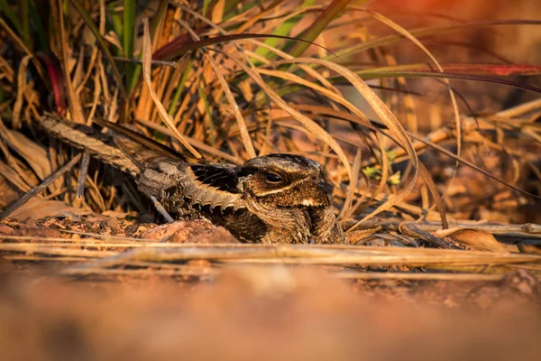 Nido Camuflado Nightjar Cola Grande — Foto de Stock