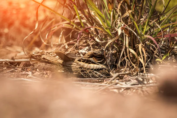 Ninho Camuflado Nightjar Cauda Grande — Fotografia de Stock