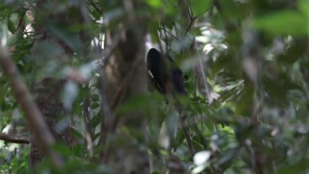 Natuurlijke Gedrag Van Wit Gekroond Neushoornvogel — Stockvideo