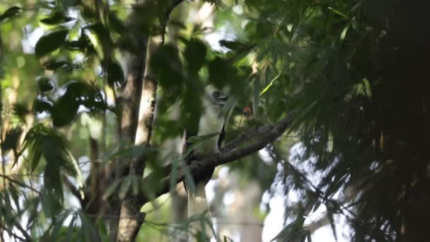 Natürliches Verhalten Des Weißkronenhornvogels — Stockvideo