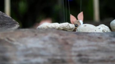 Chihuahua kukla gerçekçi animasyon