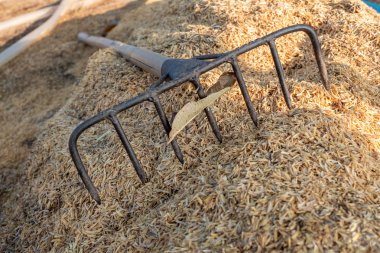 Çeltik tarlasında çim biçme