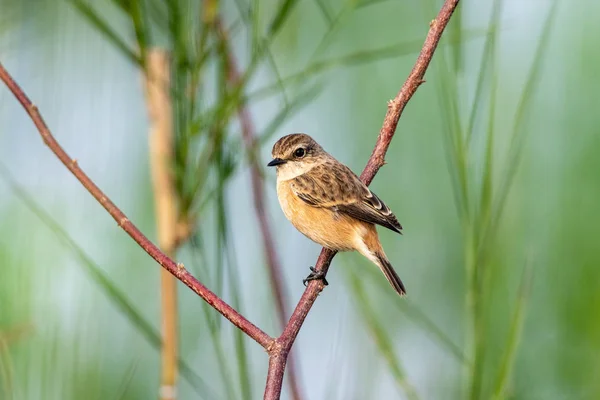 Pied Bush Chat Bird — Stock Photo, Image