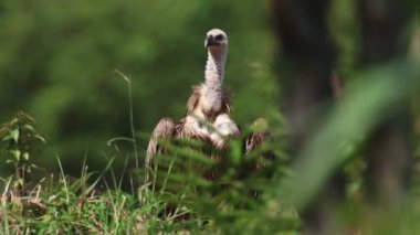 Büyük dişi Himalaya akbabası ağaç dallarının üzerinde dinleniyor.