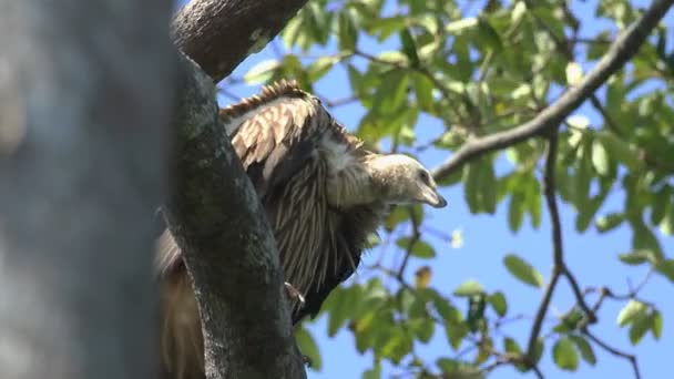 Grande Avvoltoio Femminile Himalayano Che Riposa Sui Rami Degli Alberi — Video Stock
