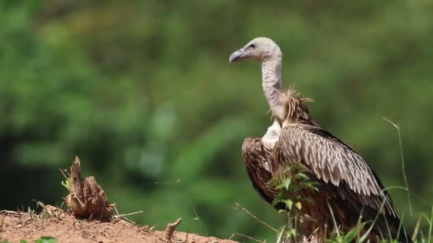 Comportamento Dell Avvoltoio Himalayano — Video Stock