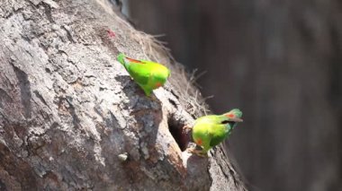 İlkbahar İdam Papağanı (Hint Asma Lorikeet) )