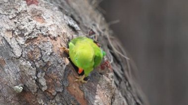 İlkbahar İdam Papağanı (Hint Asma Lorikeet) )
