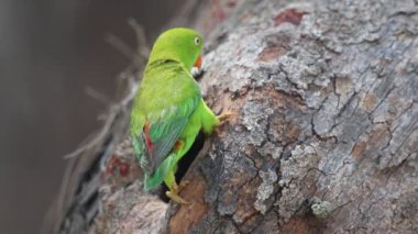 İlkbahar İdam Papağanı (Hint Asma Lorikeet) )
