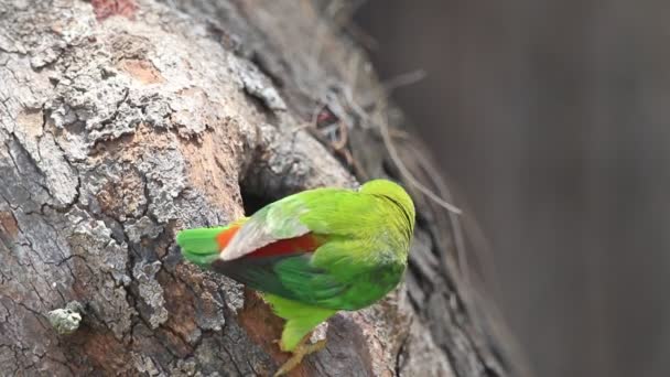 Vernal Hängande Papegoja Indianhängning Lorikeet — Stockvideo