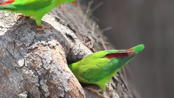 Vernal Hängande Papegoja Indianhängning Lorikeet — Stockvideo