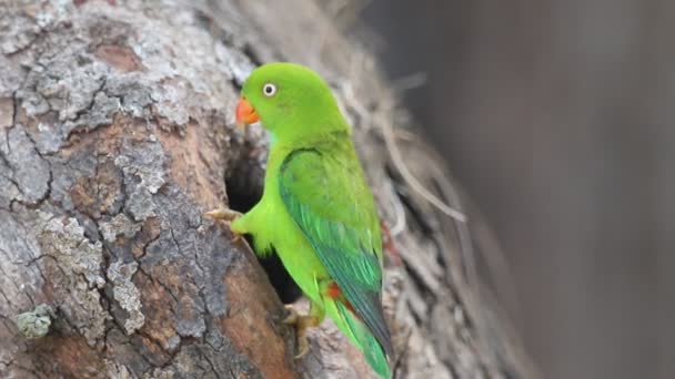 Papuga Wisząca Indian Hanging Lorikeet — Wideo stockowe